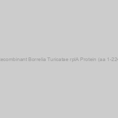 Image of Recombinant Borrelia Turicatae rplA Protein (aa 1-224)